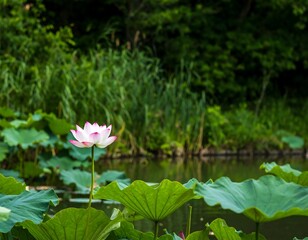 Pink lotus flower in a pond surrounded by greenery