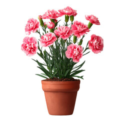 Pink Carnations in Terracotta Pot With Transparent Background, PNG