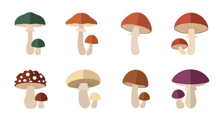 Mushrooms illustration of several colors