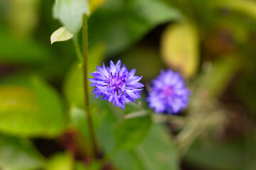 purple flower