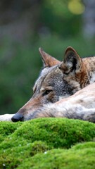 Obraz premium Close-up of a resting wolf on mossy rocks