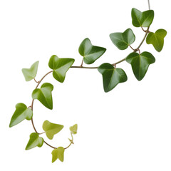 Obraz premium Fresh Ivy Vine in isolated white
