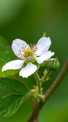 Obraz premium Close-up of a delicate white blackberry flower