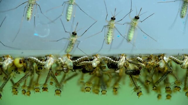 mosquito larva many Mosquitoes Culex larvae under water insect Breeding area for carrying disease