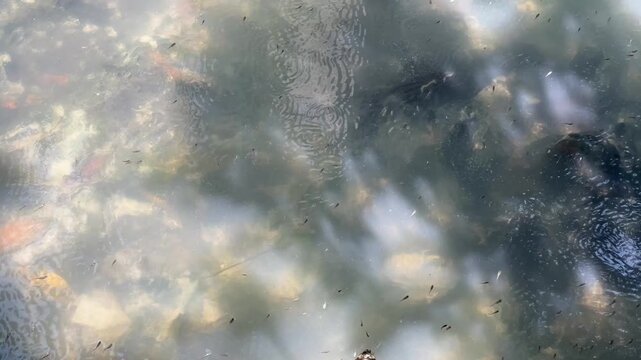 Polluted Waterway with Floating Filamentous Material and Numerous Mosquito Fish