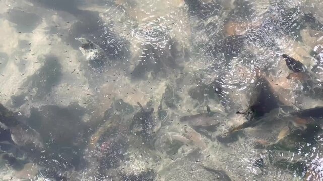 Contaminated Water with Floating White Fibrous Debris and Swarm of Mosquito Fish