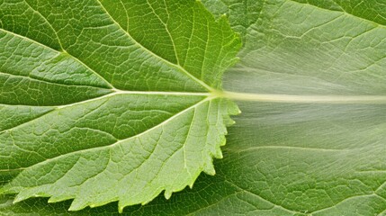 Close-up shot of vibrant green leaves highlighting intricate vein patterns and textures for