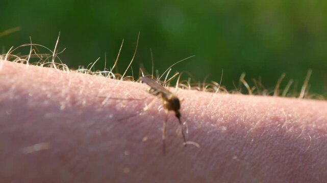 mosquito drinks blood out of man macro shot. dengue fever and malaria health and disease prevention