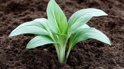 A young plant with vibrant green leaves emerging from rich brown soil, representing growth and new