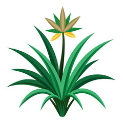 xerophyllum asphodeloides on white background