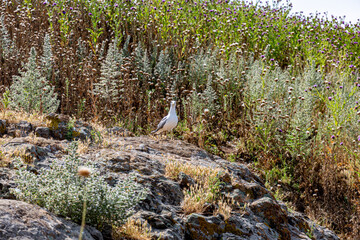 Seagull on rock in grass field