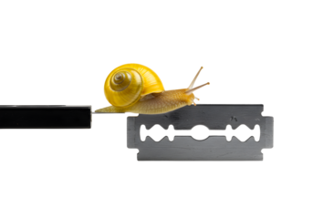 Slow and steady wins the race as snail navigates razor's edge with determination and resilience