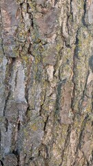 bark of a tree