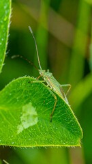 Close-up of green insect on leaf