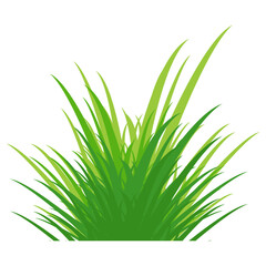 green grass illustration, sustainable grass nature, grass design in flat style