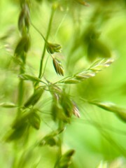 A Beautiful and Delicate Scene of Green Grass Blades Captured in a Soft and Gentle Focus
