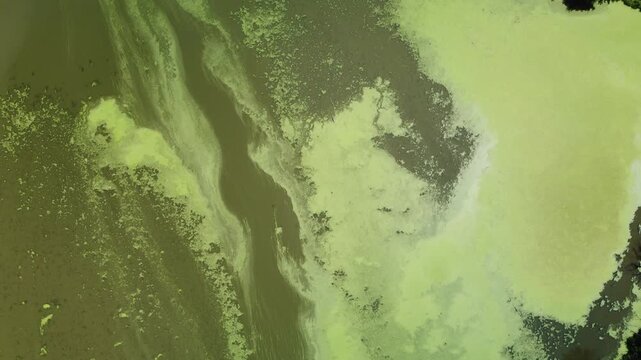Aerial Drone Footage of Algae Bloom in Lake Erie Canada