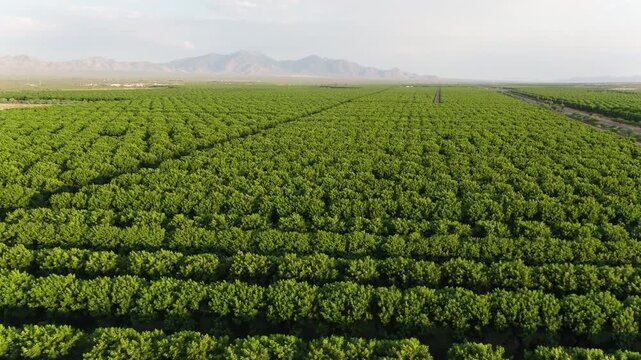Drone video of pecan groves in Sahuarita, Arizona with the Santa Rita mountains in the distance