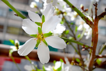 ALMENDRA ALMENDRO FLOR DE ALMENDRO PRIMAVERA