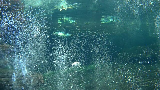 Fast swimming penguin underwater in clear aquarium tank with rocky surroundings and blue water