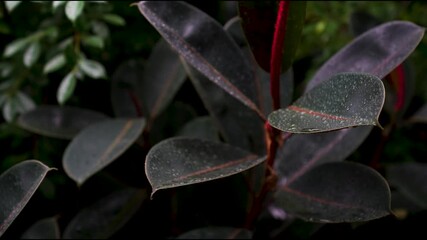 Delicate raindrops on lush green foliage, swaying gently in a light wind with water droplets trickling down the leaves, filmed in slow motion for a soothing visual effect. - Powered by Adobe