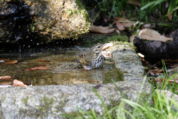 Anthus hodgsoni bathing in the water in Kyoto, Japan