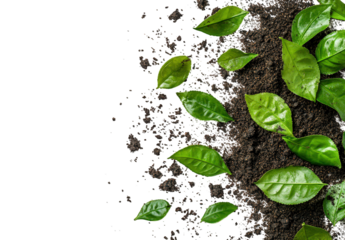 Fresh green leaves scattered on soil isolated on transparent background