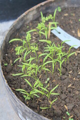 Sowing carrot in pots on the terrace of the house