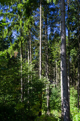 Close-up view of spruce forest. Background suitable for various uses.