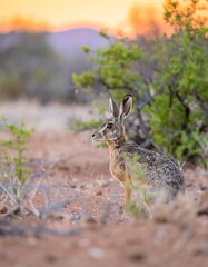 Fototapeta premium Desert hare at sunset (1)