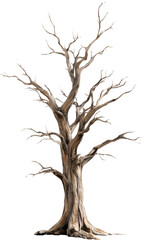 Obraz premium Majestic Ancient Tree: A Symbol of Timeless Resilience and Natural Beauty in Decline