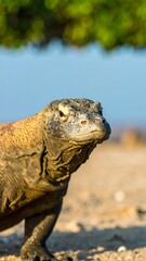 Fototapeta premium Close-up of a Komodo Dragon