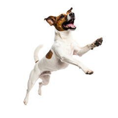 Dog jumping up in the air isolated on white background.PNG format.