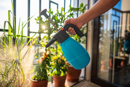 Man hand spraying plants on balcony. Pest control, male care watering gardening flowers. Pest control, home gardening, hydration, moisture, summer routine, balcony plants, indoor outdoor greenery