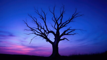 Silhouette of a barren tree at twilight