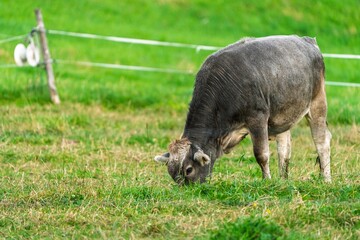 A gray cow grazes peacefully in a green pasture under a sunny sky, representing the tranquility of rural life. Perfect for themes related to agriculture and nature.