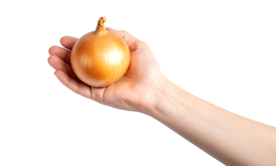 A hand holds a single golden onion in its palm.