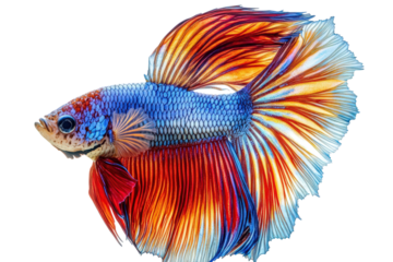 Vibrant betta fish with flowing fins, isolated on transparent background