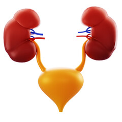 3D Render Anatomical illustration of kidneys and bladder with ureters, suitable for medical education, healthcare marketing, and urology content.