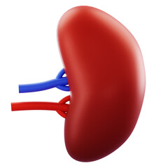 3D Render Close-up kidney with red arterial and blue venous vessels; suitable for medical anatomy, health care, and education visuals.