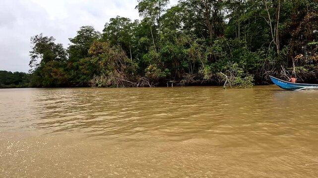 La tola, Ecuador, 8 August 2024: small blue boat speeding along a sediment-rich river, with passengers on board, framed by the tangled roots and lush canopy of mangrove trees in the background