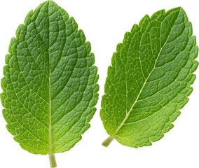 Obraz premium Close-up of Fresh Mint Leaves with Vibrant Green Texture and Detailed Veins