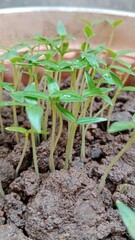 sprouts of a tomato