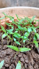 sprouts of tomato
