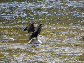 羽を乾かす猪名川の川鵜