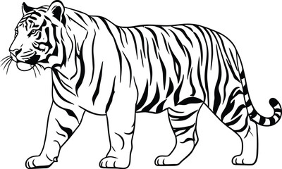 Detailed black and white line art illustration of a majestic tiger walking with prominent stripes.