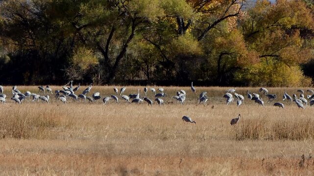A large flock of Sandhill Cranes feeds, flies, and flaps wings at Bosque del Apache National Wildlife Refuge in New Mexico
