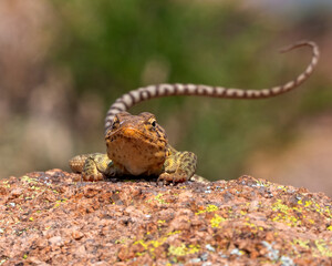 Female Collared Lizard in the Wichita Mountains