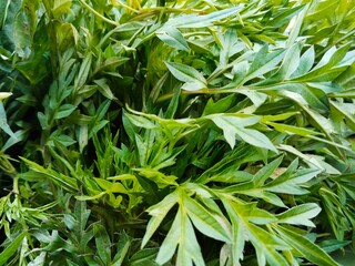 Close-up of a pile of Cosmos caudatus leaves. The green leaves, with their shape and texture, are very detailed.