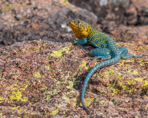 Male Collared Lizard in the Wichita Mountains